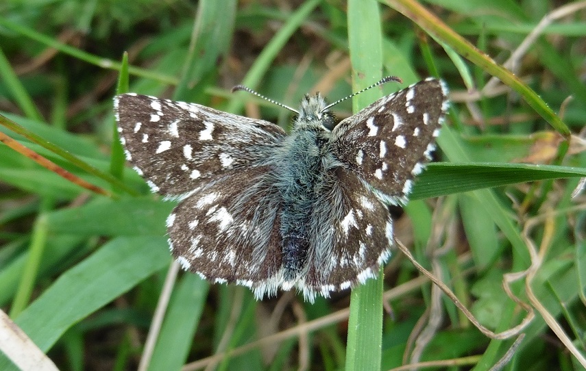 Pyrgus malvae? No, malvoides